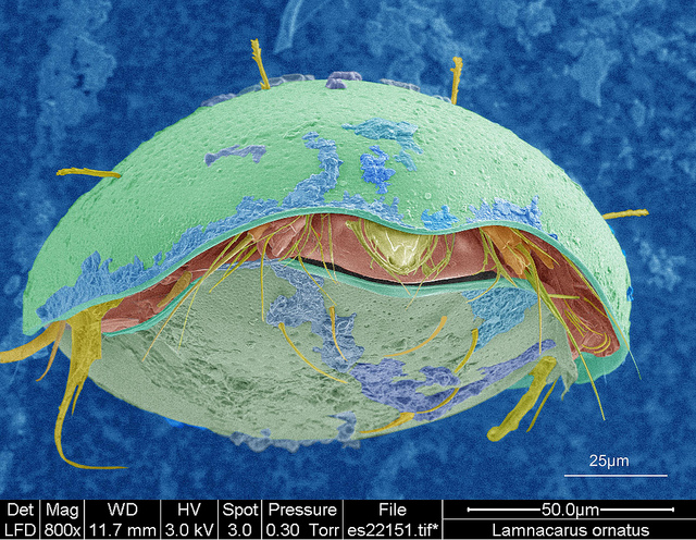 Lamnacarus ornatus
